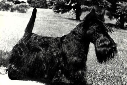 scottish terrier breeder